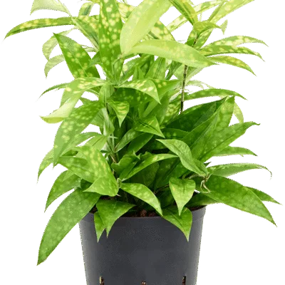 Dracaena surculosa 'Mike' - Toef Hydrocultuur - 30