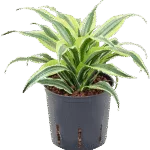 Dracaena fragrans 'Surprise' Hydrocultuur - 25cm pot 13cm