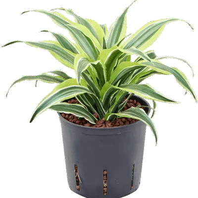 Dracaena fragrans 'Surprise' Hydrocultuur - 25cm pot 13cm