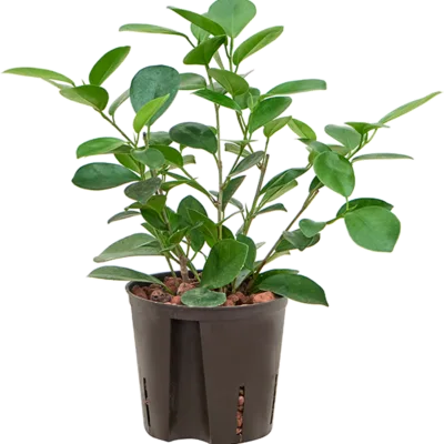 Ficus microcarpa 'Moclame' - Toef Hydrocultuur - 35