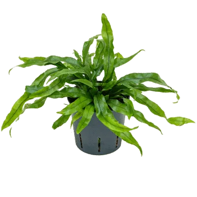 Microsorum diversifolium Hydrocultuur - 30