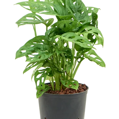 Monstera obliqua Hydrocultuur - 35