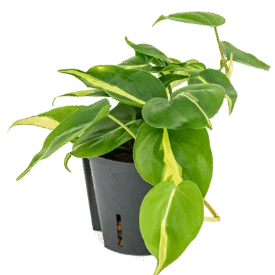 Philodendron scandens 'Brasil' Hydrocultuur - 25