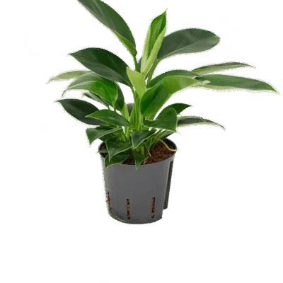 Philodendron Hydrocultuur - 30