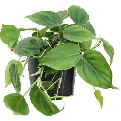 Philodendron scandens Hydrocultuur - 20