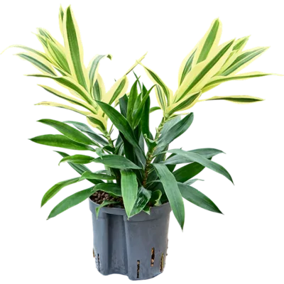 Song of 'Sri Lanka' Hydrocultuur - 25cm pot 13cm