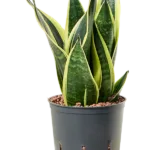 Sansevieria trifasciata 'Canary' Hydrocultuur - 30cm pot 13cm