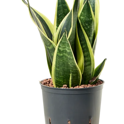 Sansevieria trifasciata 'Canary' Hydrocultuur - 30cm pot 13cm