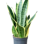 Sansevieria trifasciata 'Futura Superba' Hydrocultuur - 35cm pot 13cm