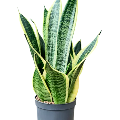 Sansevieria trifasciata 'Futura Superba' Hydrocultuur - 35cm pot 13cm