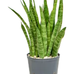 Sansevieria kirkii Hydrocultuur - 25cm pot 13cm