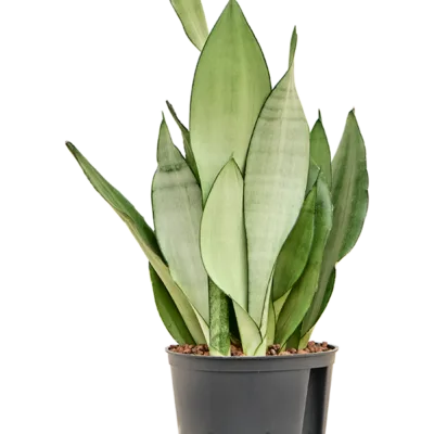 Sansevieria trifasciata 'Moonshine' - Toef Hydrocultuur - 35
