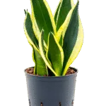 Sansevieria trifasciata 'Super Flame' - Toef Hydrocultuur