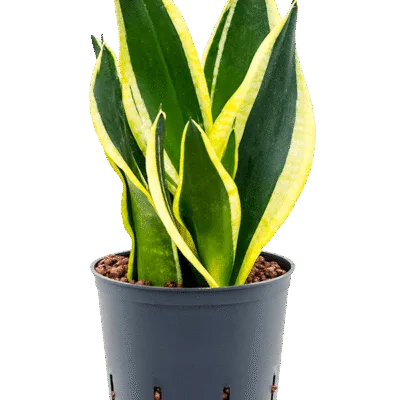 Sansevieria trifasciata 'Super Flame' - Toef Hydrocultuur - 30