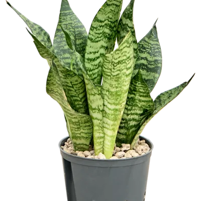 Sansevieria zeylanica 'Compacta' - Toef Hydrocultuur - 25