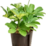 Schefflera arboricola 'Gold Capella' - 2pp Hydrocultuur