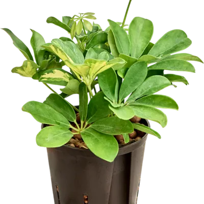 Schefflera arboricola 'Gold Capella' - 2pp Hydrocultuur - 35