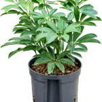 Schefflera arboricola 'Luseana' Hydrocultuur - 30cm pot 13cm