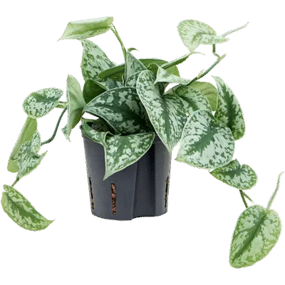 Scindapsus pictus 'Trebie' Hydrocultuur - 25