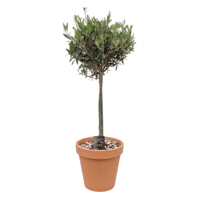 Mediterrane buitenplant in terracotta pot - Olijfboom
