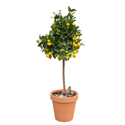 Mediterrane buitenplant in terracotta pot - Citrusplant