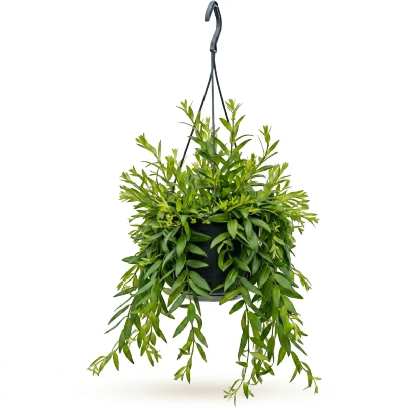 Lipstickplant – ‘Japhrolepis’ Hanger