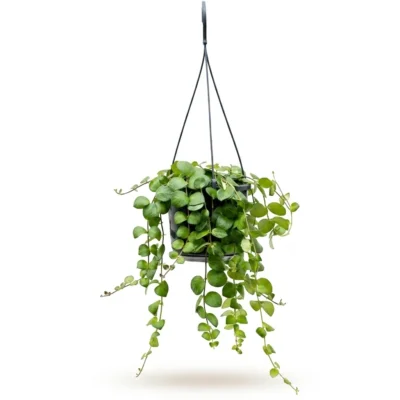 Lipstickplant 'Pink Polka' Hanger (Aeschynanthus)