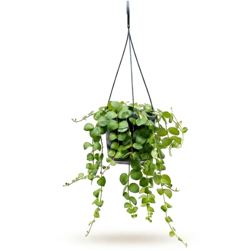Lipstickplant 'Pink Polka' Hanger (Aeschynanthus)