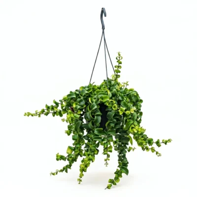 Lipstickplant 'Rasta' Hanger (Aeschynanthus)