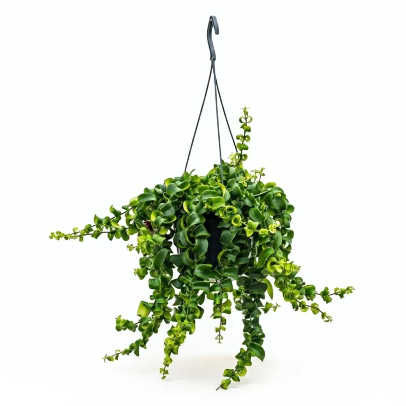 Lipstickplant 'Rasta' Hanger (Aeschynanthus)