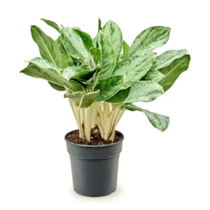 Aglaonema Toef