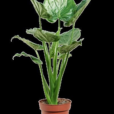 Alocasia cucullata - 100