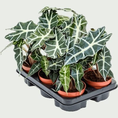 Alocasia ‘Polly’ - 30