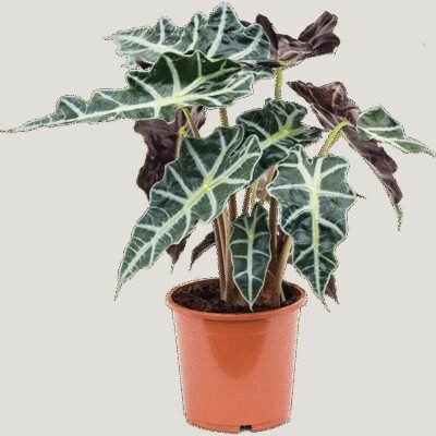 Alocasia ‘Polly’ - 50