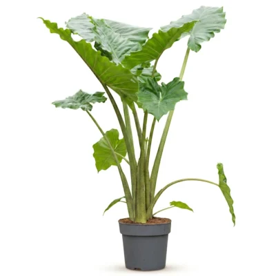 Alocasia 'Portodora' Toef