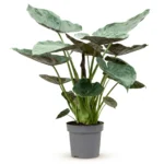 Alocasia Wentii Toef (New Guinea Shield)