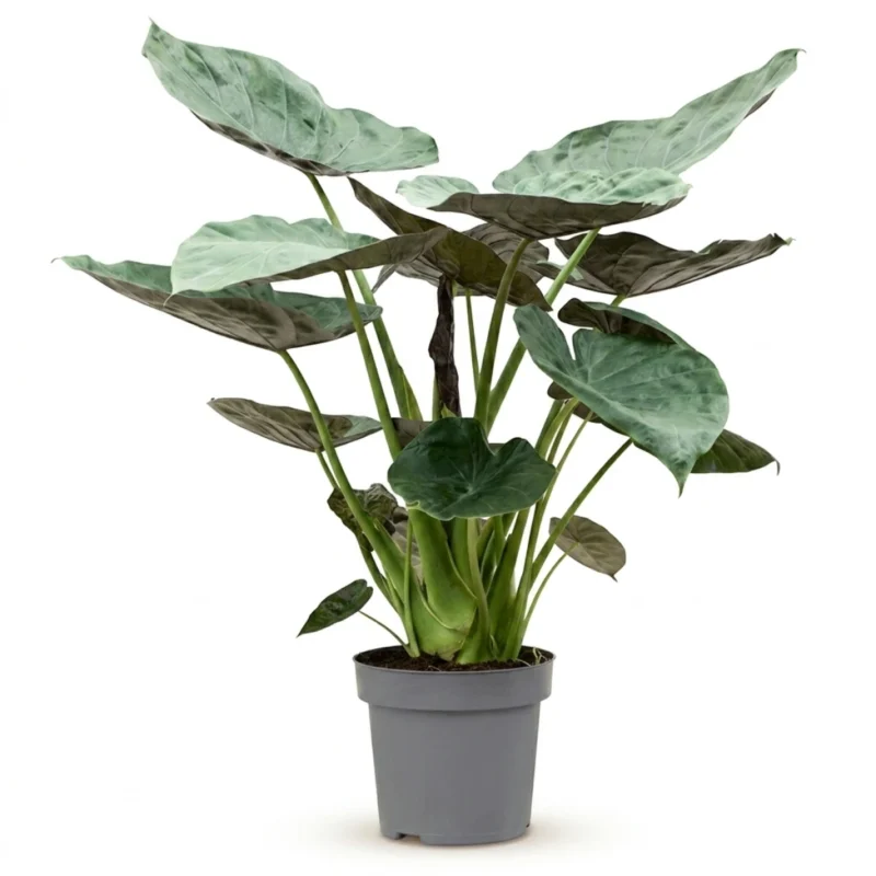 Alocasia Wentii Toef (New Guinea Shield)