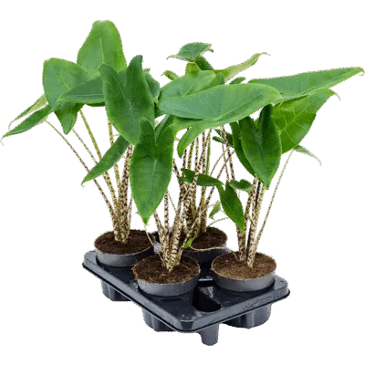 Alocasia zebrina – Zebraplant (Olifantsoor) - 50