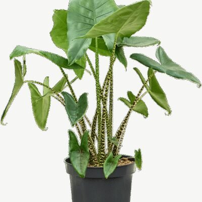 Alocasia zebrina – Zebraplant (Olifantsoor) - 130