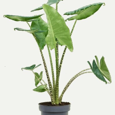 Alocasia zebrina – Zebraplant (Olifantsoor) - 130
