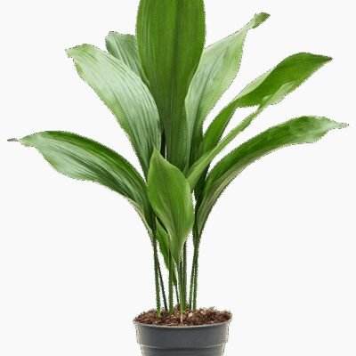 Aspidistra elatior