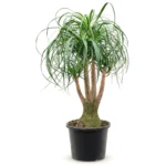Olifantspoot (Beaucarnea recurvata)