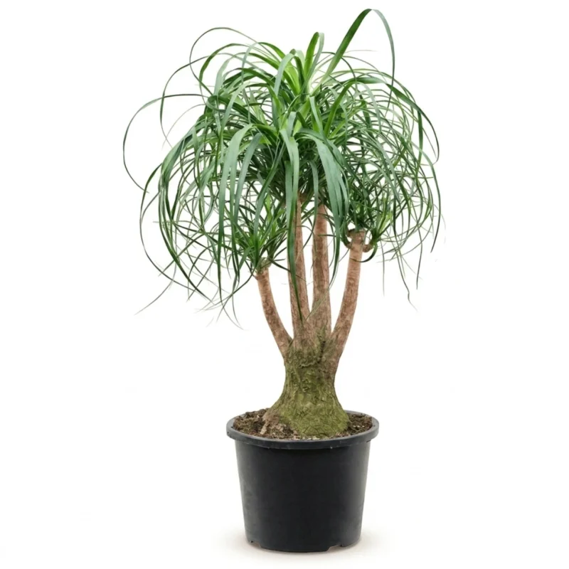 Olifantspoot (Beaucarnea recurvata)