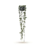 Harten van Hearts Hanger (Ceropegia woodii)