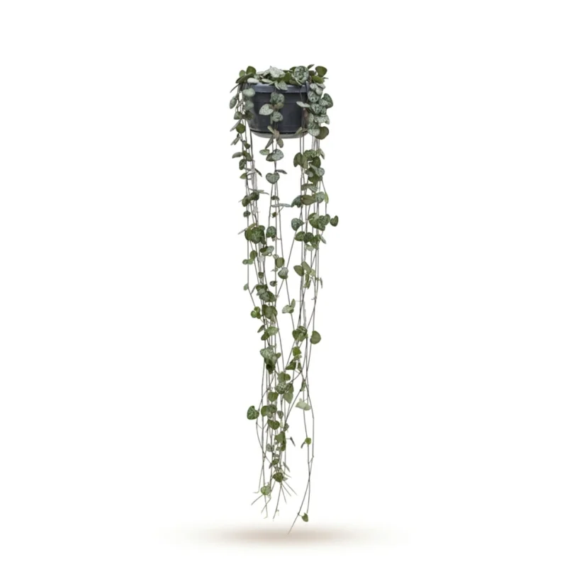Harten van Hearts Hanger (Ceropegia woodii)