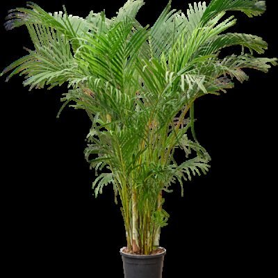 Areca Palm (Dypsis lutescens) - 240