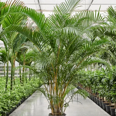 Areca Palm (Dypsis lutescens) - 300