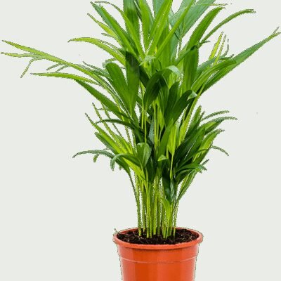 Areca Palm (Dypsis lutescens) - 60