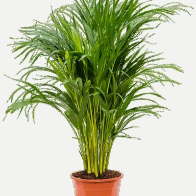 Areca Palm (Dypsis lutescens) - 100
