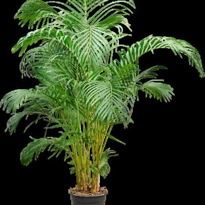 Areca Palm (Dypsis lutescens) - 130